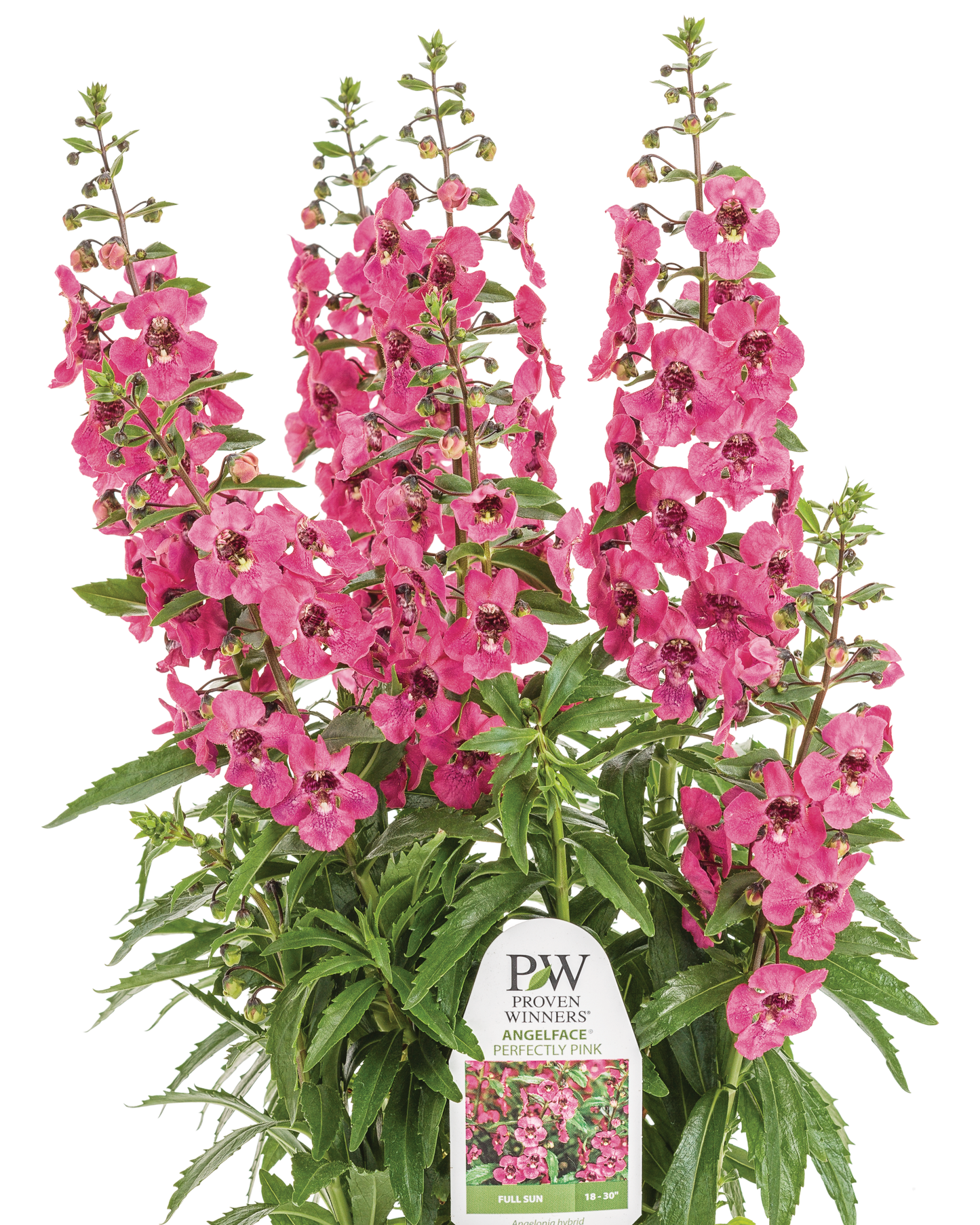 Angelonia Angelface Perfectly Pink