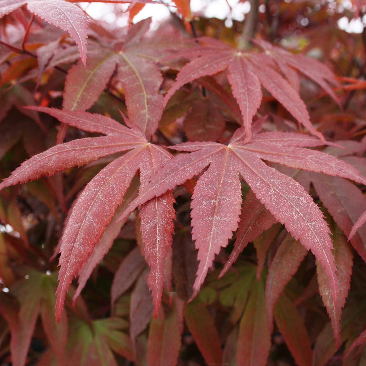 Bloodgood Japanese Maple 25 Gallon