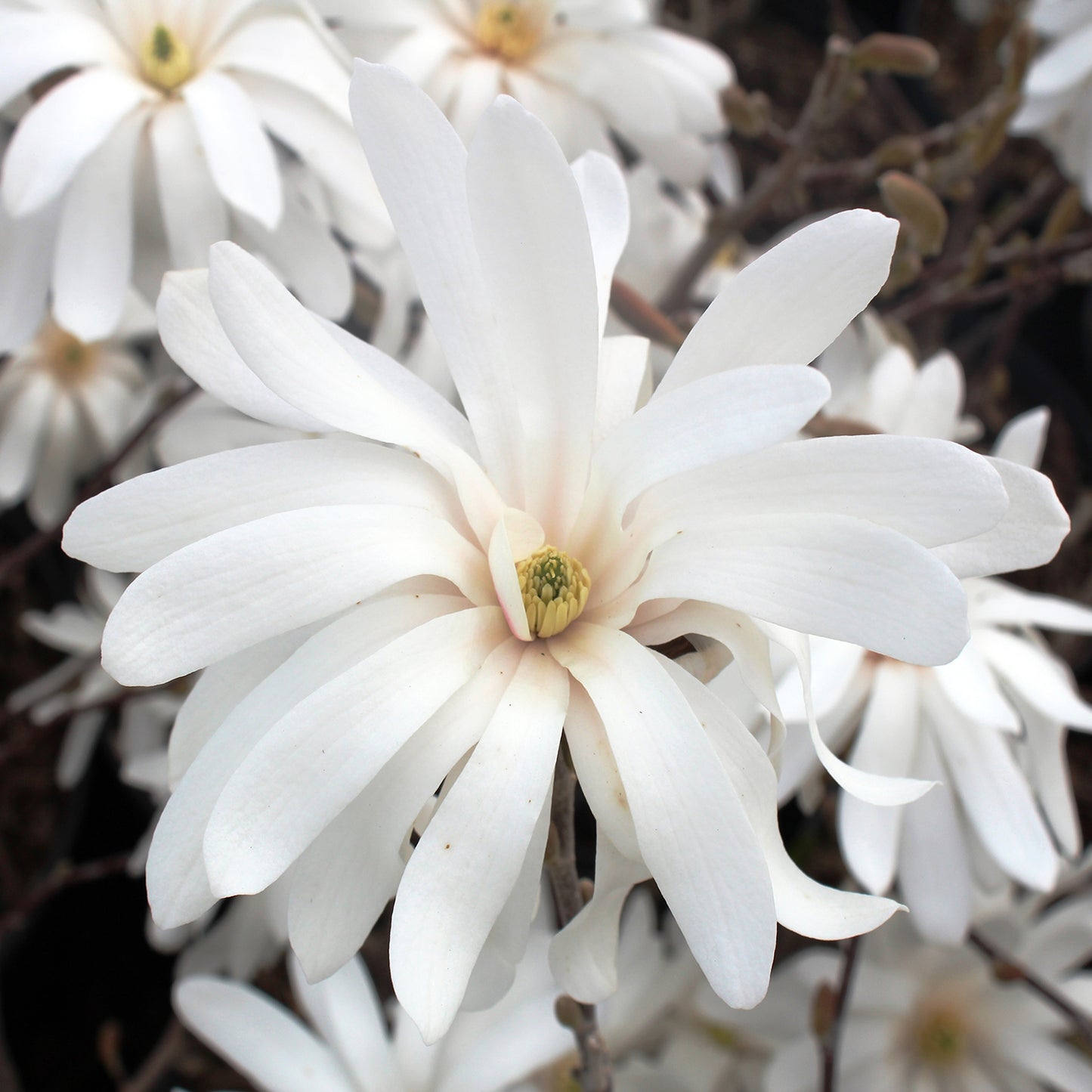 Royal Star Magnolia 125cm fp
