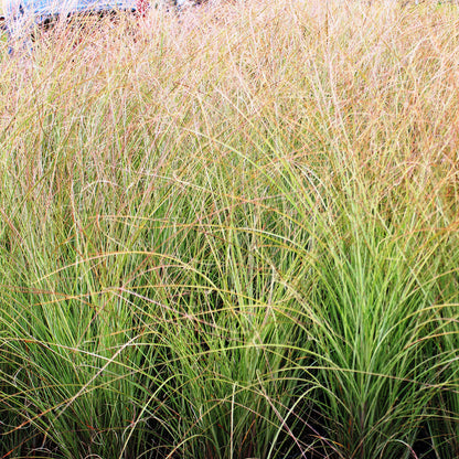 Morning Light Japanese Silver Grass 1 Gallon