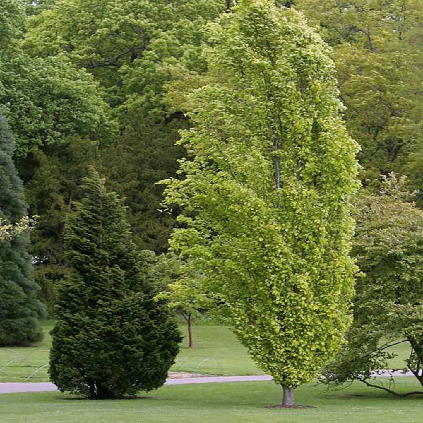 Dawyck Gold Beech 175cm