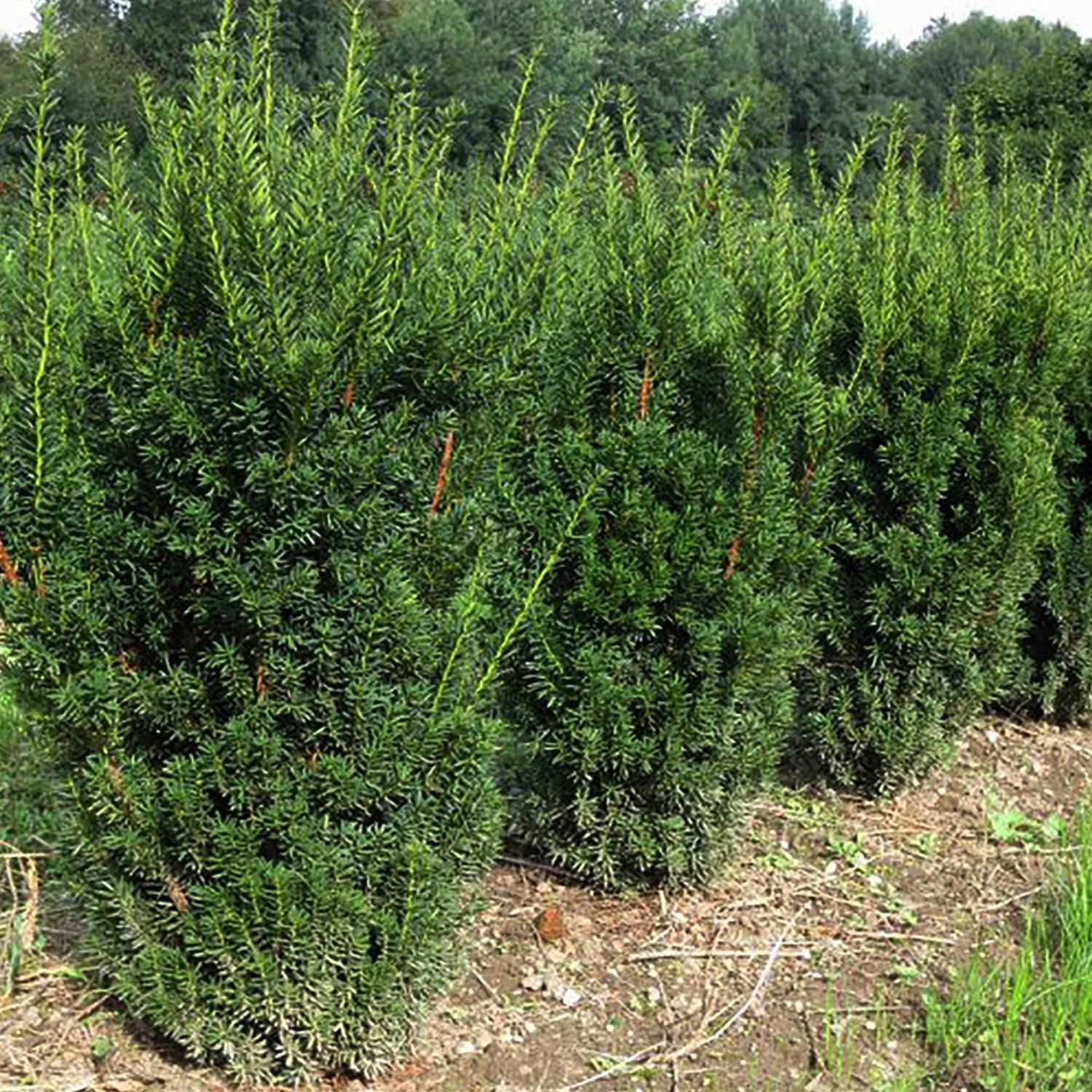 Hill's Yew Tree