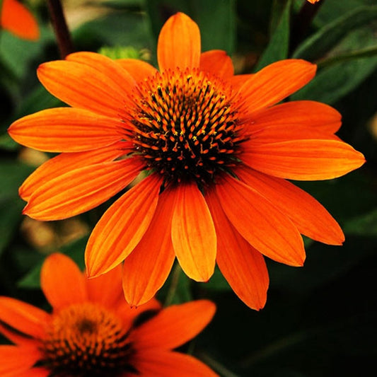 Adobe Orange Coneflower - LandscapeDirect