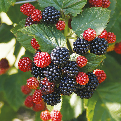 Baby Cakes Dwarf Thornless Blackberry - LandscapeDirect