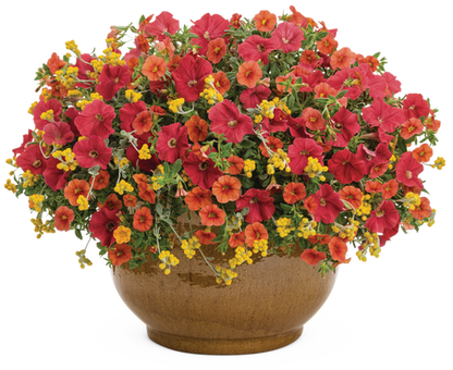 Backyard BBQ - Patio Container Kit - LandscapeDirect