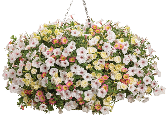Ballet Dancer - Hanging Basket Kit - LandscapeDirect