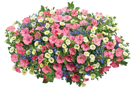 Bermuda Skies - Hanging Basket Kit - LandscapeDirect
