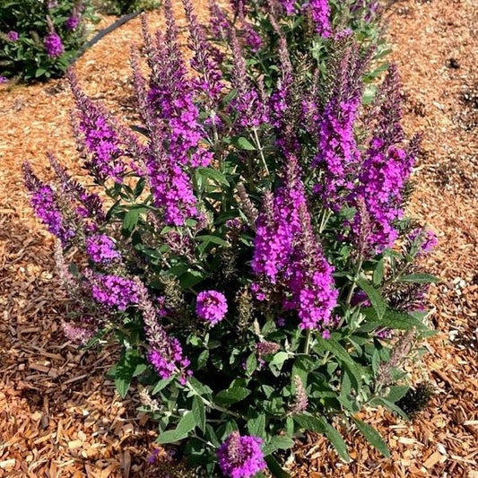 Birthday Cake Butterfly Bush - LandscapeDirect