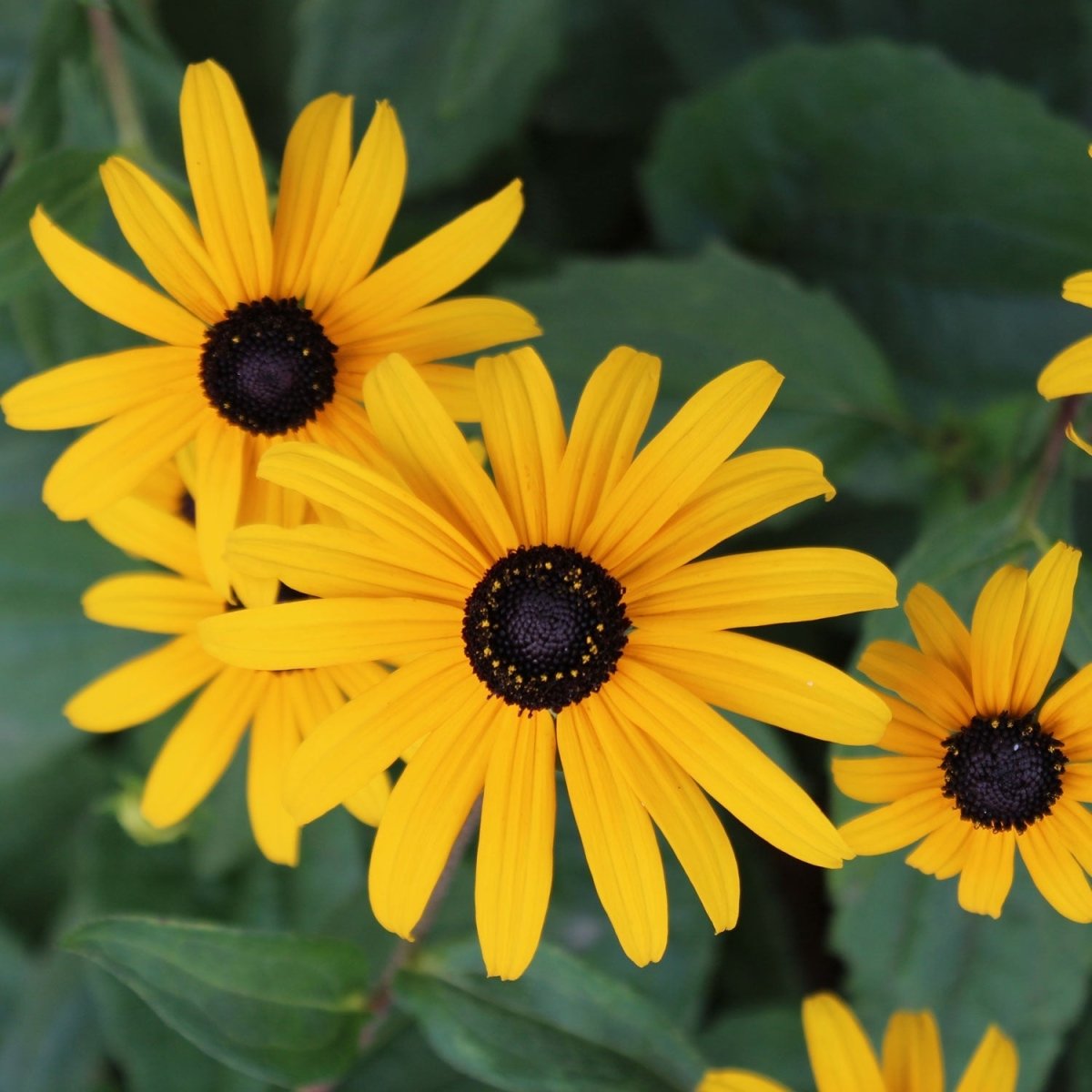 Black Eyed Susan - LandscapeDirect