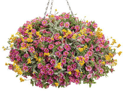 By Chance - Hanging Basket Kit - LandscapeDirect