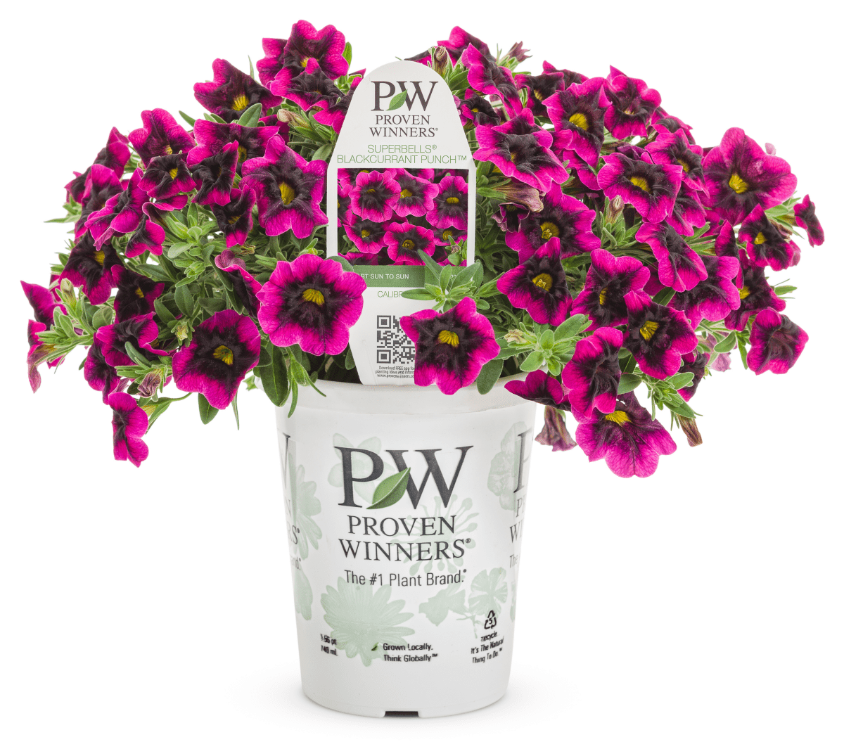 Calibrachoa Superbells Blackcurrant Punch - LandscapeDirect