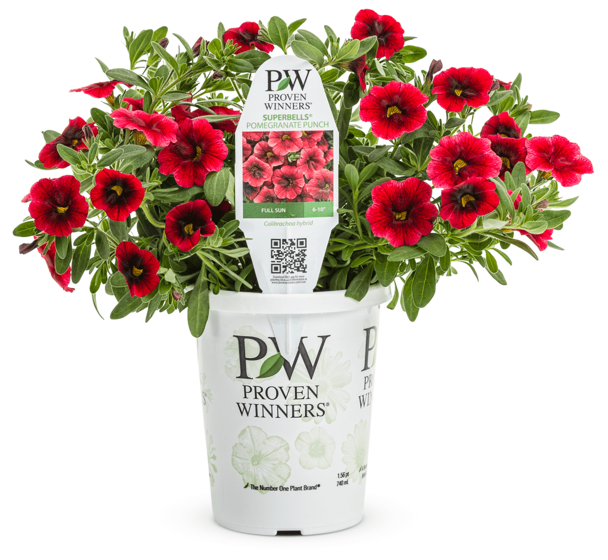 Calibrachoa Superbells Pomegranate Punch - LandscapeDirect