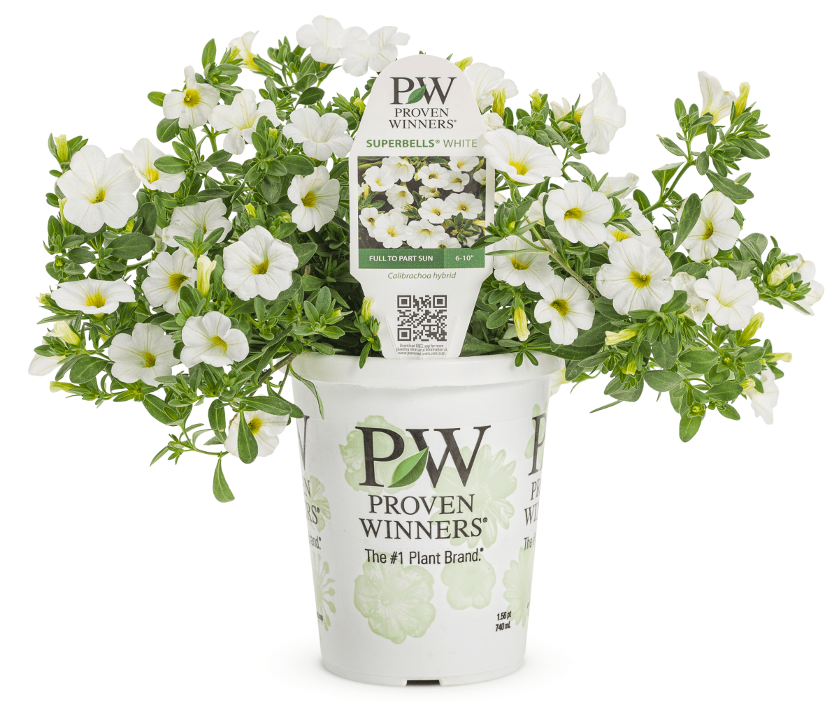 Calibrachoa Superbells White - LandscapeDirect
