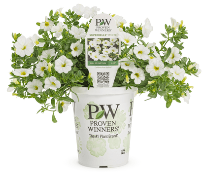 Calibrachoa Superbells White - LandscapeDirect