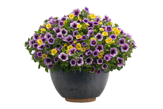 California Blue - Patio Container Kit - LandscapeDirect