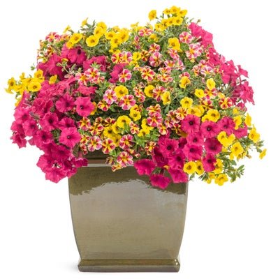 Candy Store - Patio Container Kit - LandscapeDirect