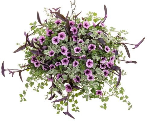 Carousel Queen - Hanging Basket Kit - LandscapeDirect