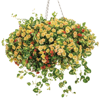 Cosmic Latte - Hanging Basket Kit - LandscapeDirect