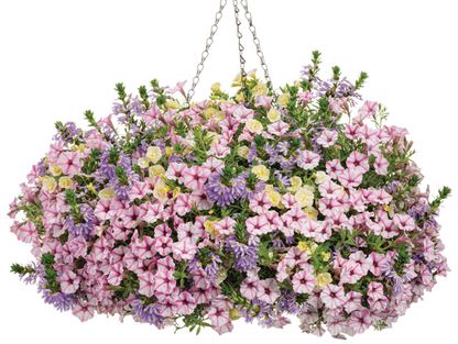 Cottage Sun - Hanging Basket Kit - LandscapeDirect