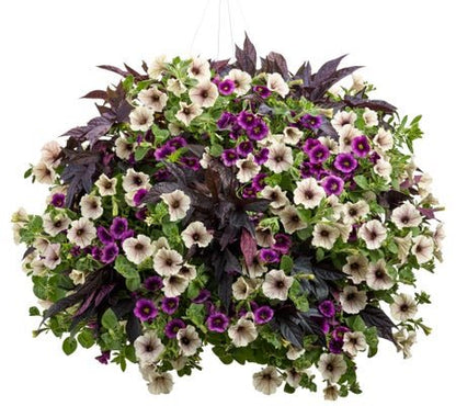 Country Morning - Hanging Basket Kit - LandscapeDirect