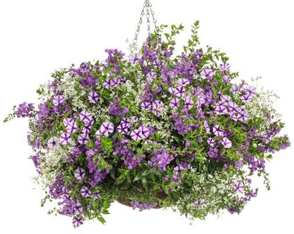Crushed Ice - Hanging Basket Kit - LandscapeDirect