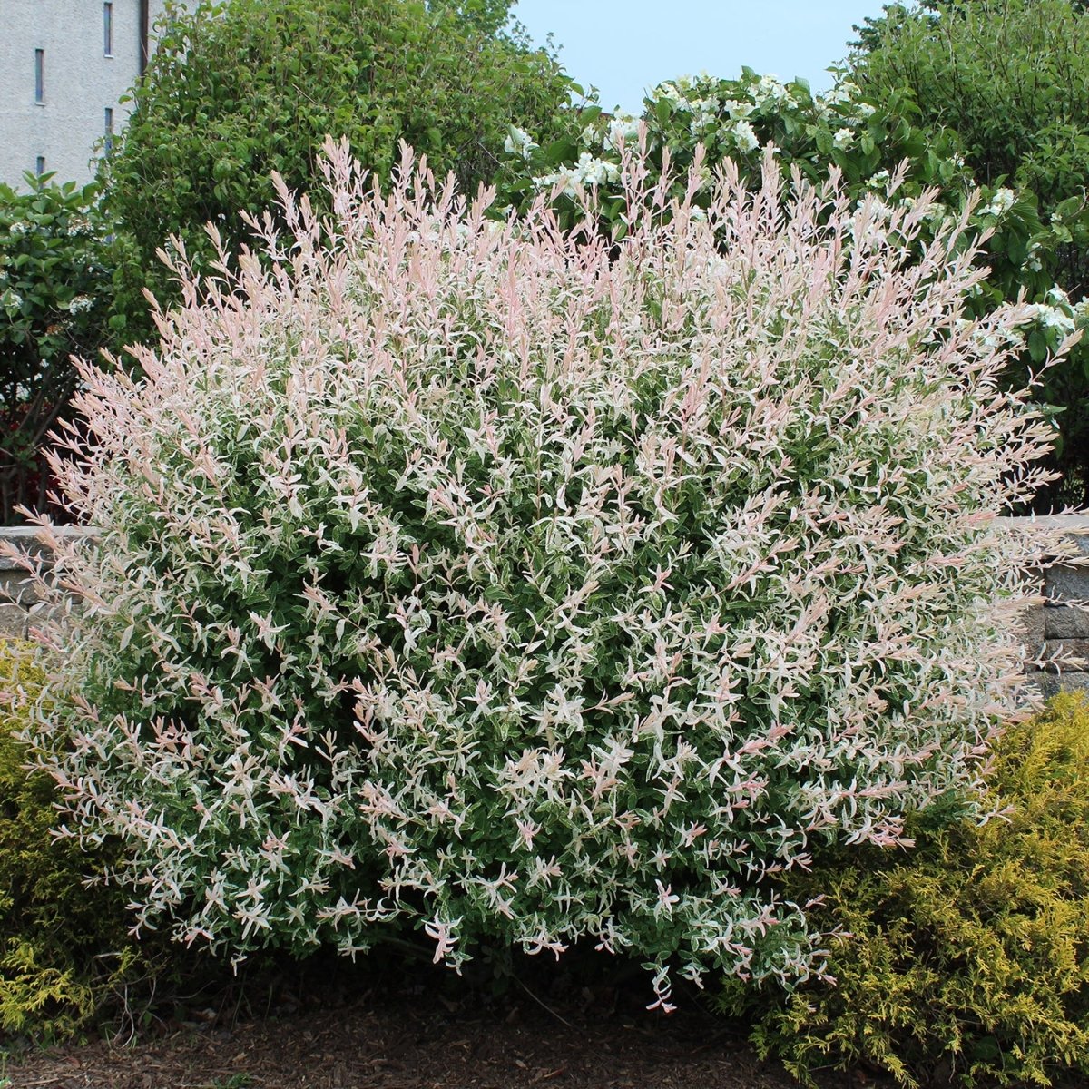 Dappled Willow - LandscapeDirect