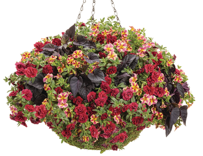 Do the Jive - Hanging Basket Kit - LandscapeDirect
