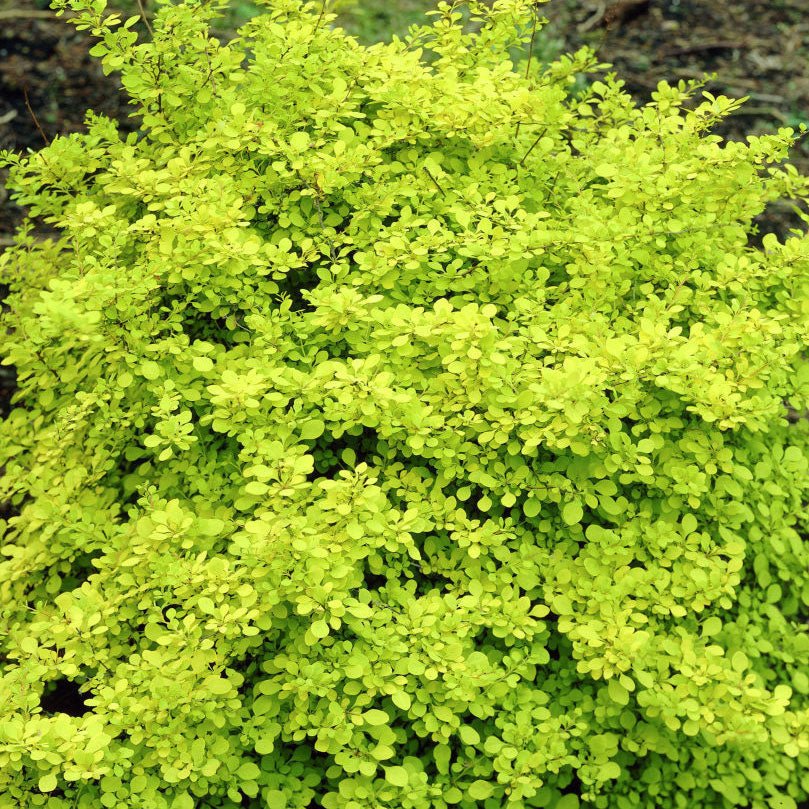 Dwarf Golden Japanese Barberry - LandscapeDirect