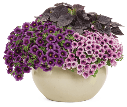 Endearment - Patio Container Kit - LandscapeDirect