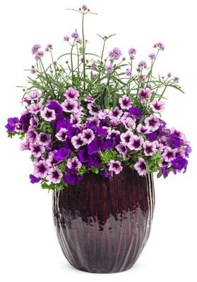 Evening in Paris - Patio Container Kit - LandscapeDirect