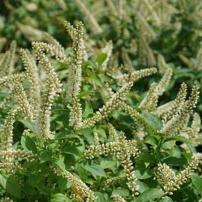 Fizzy Mizzy Sweetspire - LandscapeDirect