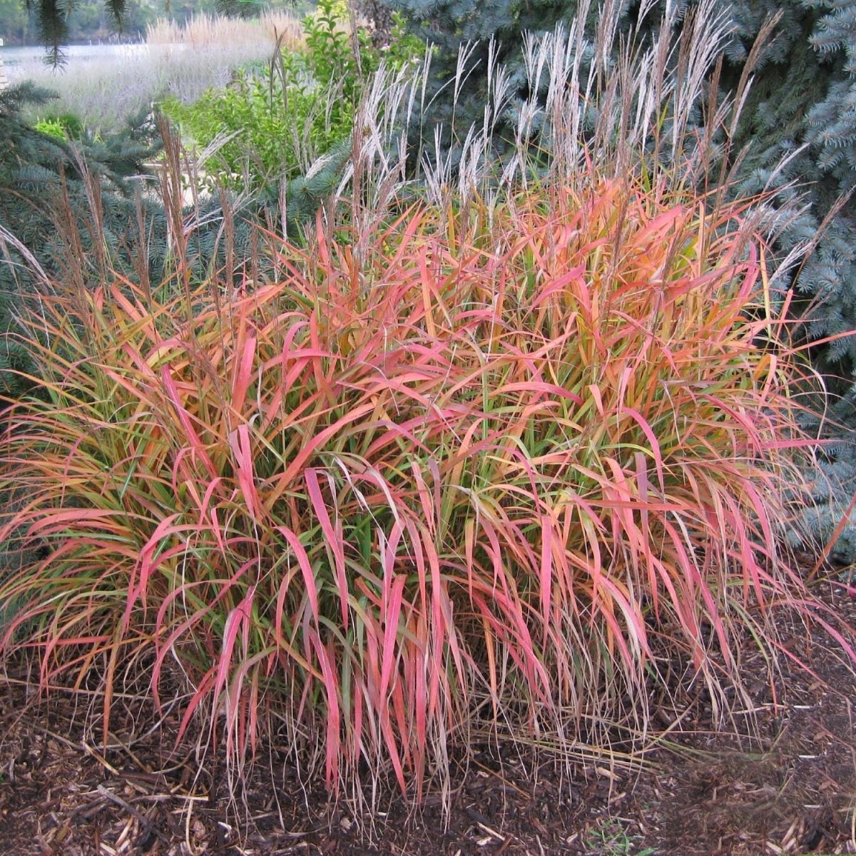 Flame Grass/Purple Silver Grass - LandscapeDirect