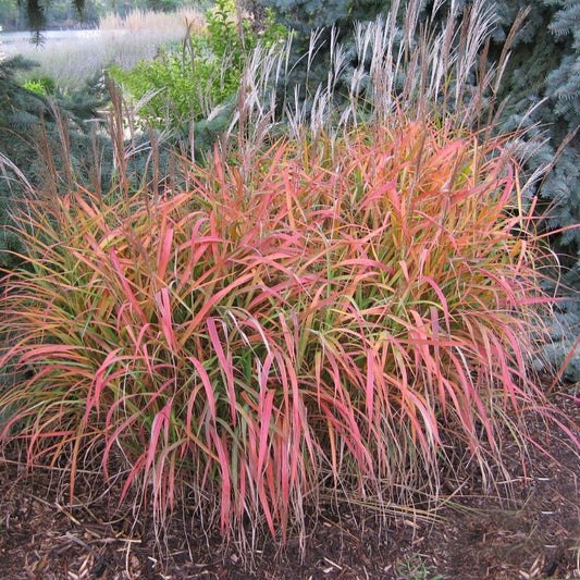Flame Grass/Purple Silver Grass - LandscapeDirect