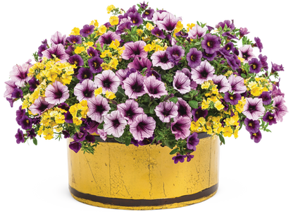 From Paris with Love - Patio Container Kit - LandscapeDirect