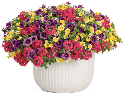 Fruit Salad - upright - Patio Container Kit - LandscapeDirect