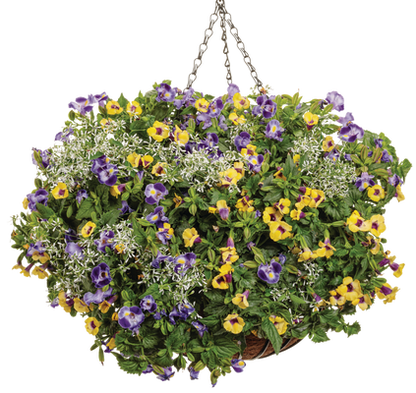 Gilded Moon - Hanging Basket Kit - LandscapeDirect