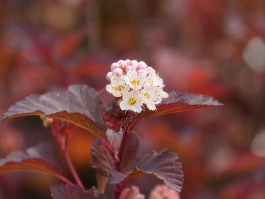 Ginger Wine Ninebark - LandscapeDirect
