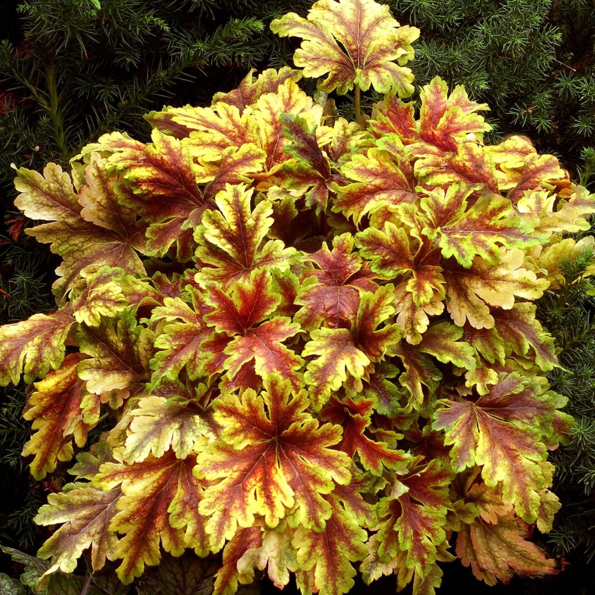 Gold Zebra Foamy Bells - LandscapeDirect