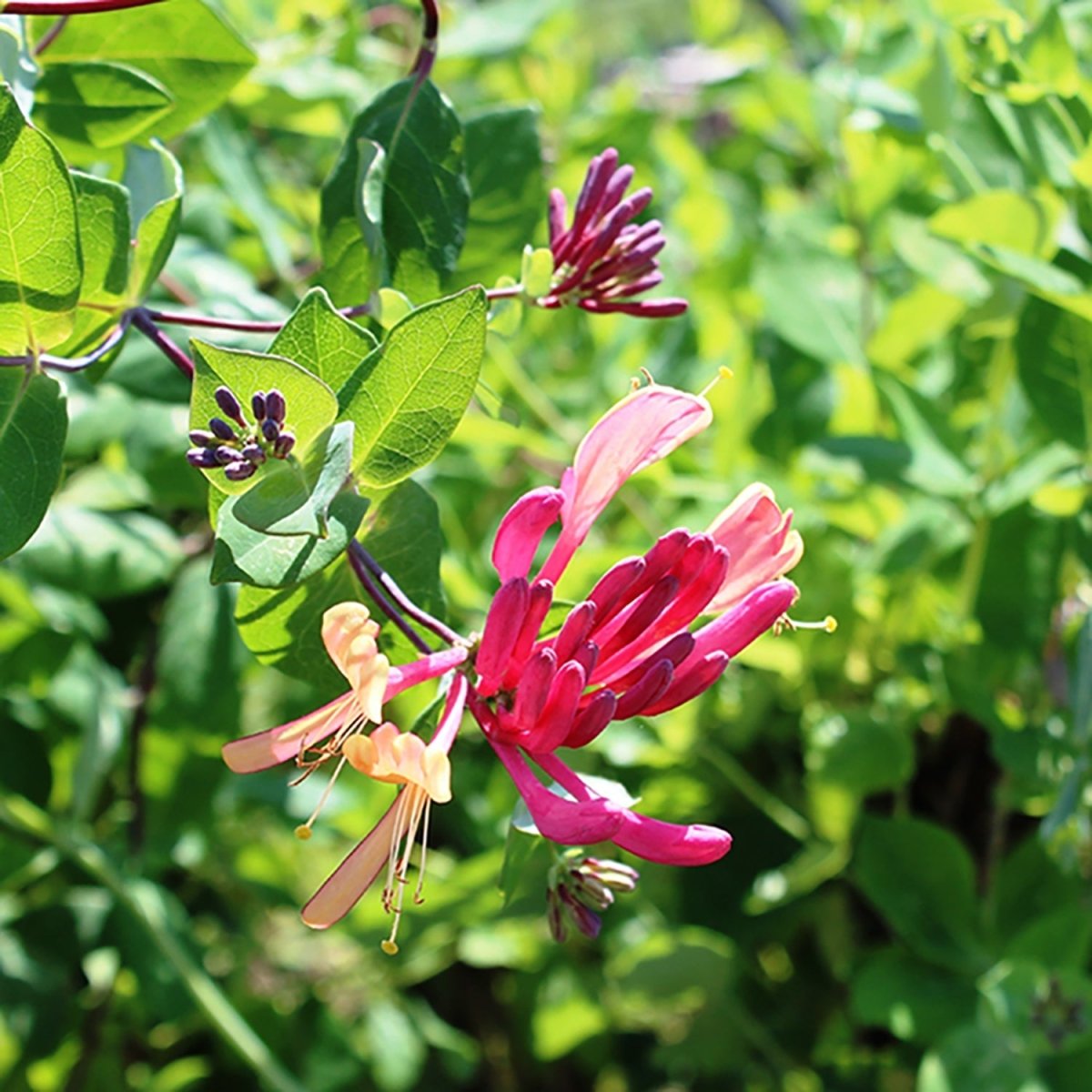 Goldflame Honeysuckle - LandscapeDirect
