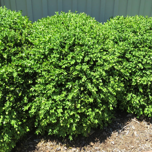Green Gem Boxwood - LandscapeDirect