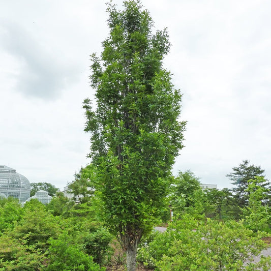 Green Pillar - Oak - LandscapeDirect