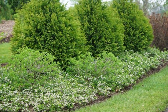 Ground Hug Aronia melanocarpa - LandscapeDirect