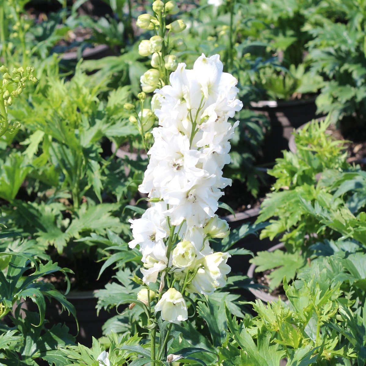 Guardian White Larkspur - LandscapeDirect