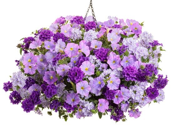 Hidden Cottage - Hanging Basket Kit - LandscapeDirect