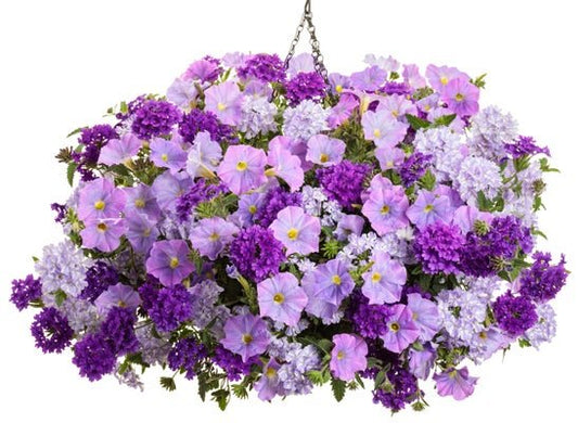 Hidden Cottage - Hanging Basket Kit - LandscapeDirect