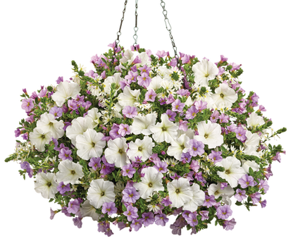 Highland Grove - Hanging Basket Kit - LandscapeDirect