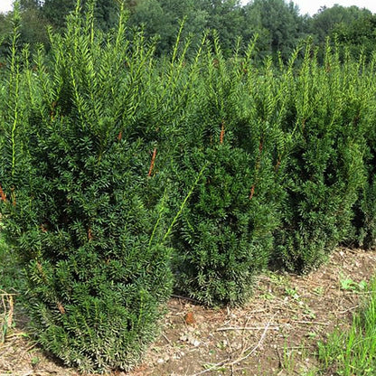 Hill's Yew - LandscapeDirect