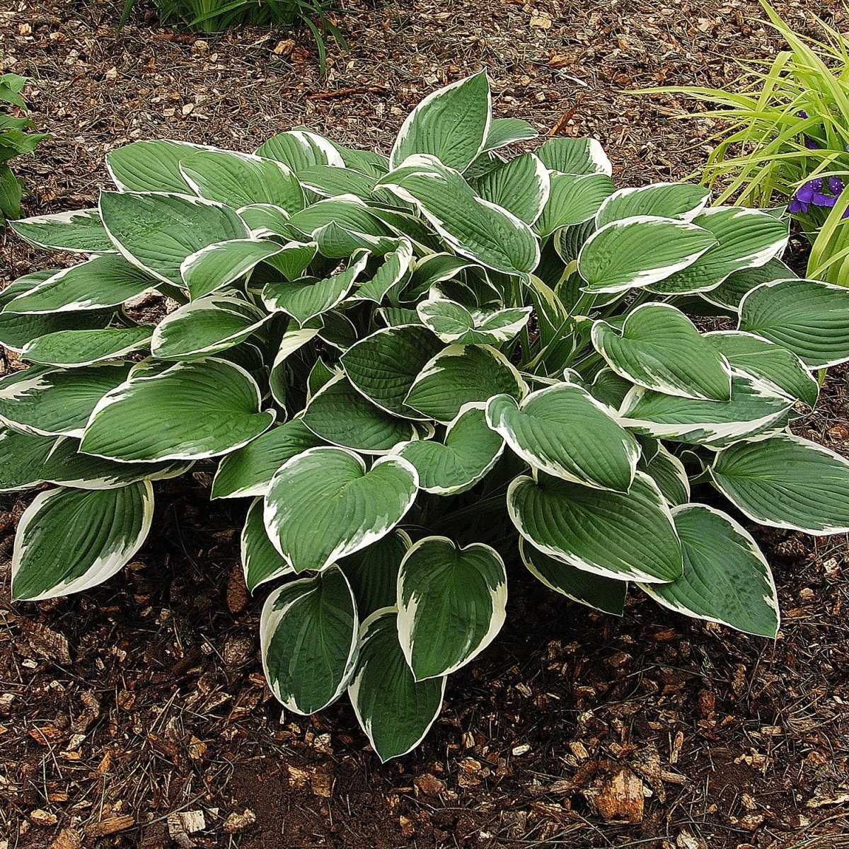 Hosta Francee - LandscapeDirect