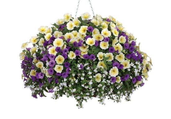 Hot Springs - Hanging Basket Kit - LandscapeDirect