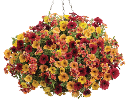 Hypnosis - Hanging Basket Kit - LandscapeDirect